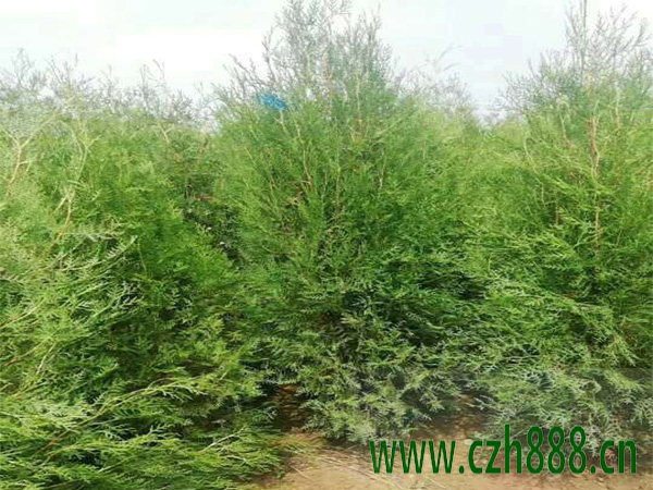 側(cè)柏的養(yǎng)植方法和注意事項(xiàng) 側(cè)柏要定期修剪