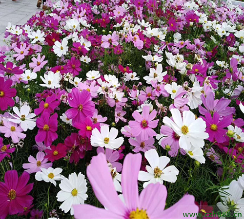 波斯菊修剪后還能開花嗎？ 波斯菊的修剪時間