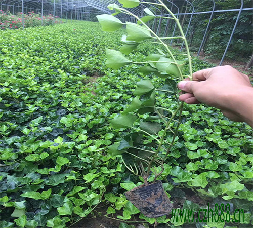 常青藤的種植方法 常青藤的養(yǎng)護方法
