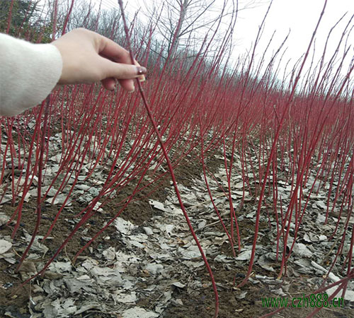 紅瑞木的種植方法和養(yǎng)護(hù)注意事項(xiàng) 紅瑞木的病蟲(chóng)害防治