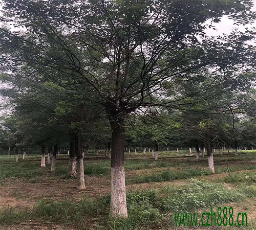 國槐修剪應(yīng)該留幾個樹杈合適？ 國槐的修剪準(zhǔn)則
