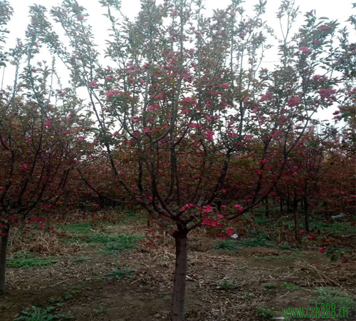 紅寶石海棠的種植方法和注意事項(xiàng) 紅寶石海棠的病蟲害防治
