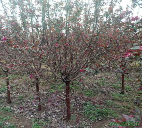 紅寶石海棠的種植方法和注意事項(xiàng) 紅寶石海棠的病蟲害防治