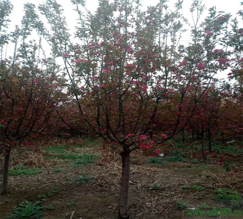 紅寶石海棠的種植方法和注意事項(xiàng) 紅寶石海棠的病蟲害防治
