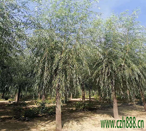 柳樹的養(yǎng)植方法和注意事項(xiàng) 柳樹的病蟲害防治