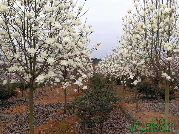 白玉蘭花的養(yǎng)護(hù)方法介紹？一起來(lái)看看