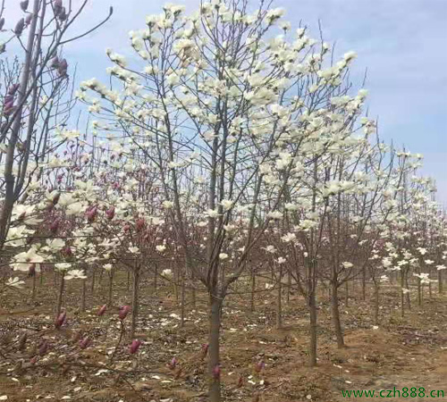 白玉蘭一般是什么時候開花？一起來看看