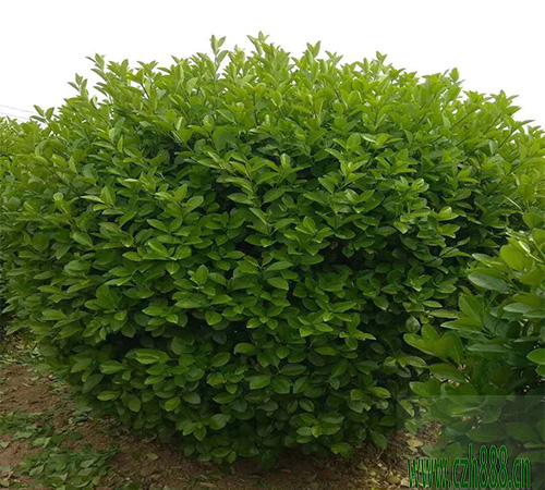 黃楊球一般什么季節(jié)開花？