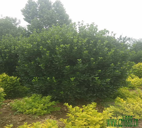 黃楊球一般什么季節(jié)開花？