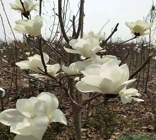 盆栽白玉蘭花的養(yǎng)殖方法介紹