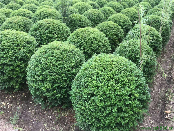 小葉女貞一般什么時候開花？