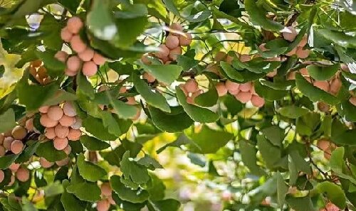 銀杏多少年開(kāi)一次花？一起來(lái)看看