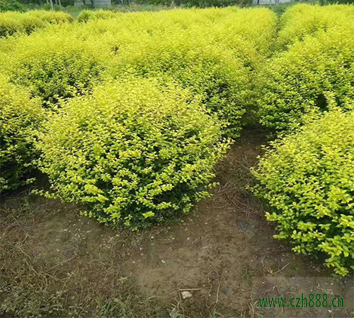 金葉女貞一般是什么季節(jié)開花？金葉女貞花期介紹