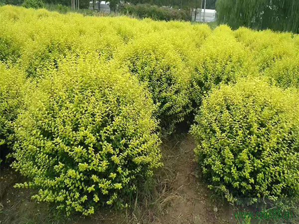 金葉女貞一般是什么季節(jié)開花？金葉女貞花期介紹