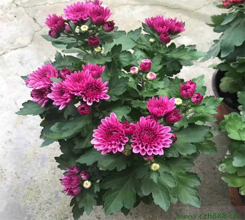 荷蘭菊能四季都開(kāi)花嗎？ 荷蘭菊的花期