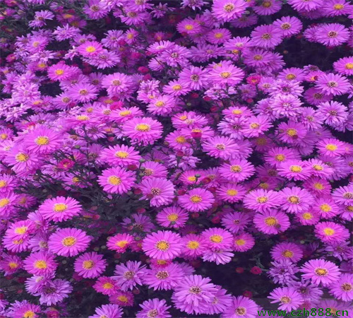 荷蘭菊能四季都開(kāi)花嗎？ 荷蘭菊的花期