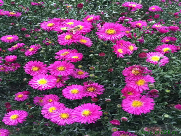荷蘭菊能四季都開(kāi)花嗎？ 荷蘭菊的花期