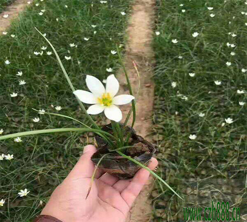 蔥蘭的種植方法  蔥蘭適合什么時(shí)間種植？