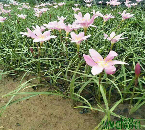 蔥蘭的種植方法  蔥蘭適合什么時(shí)間種植？