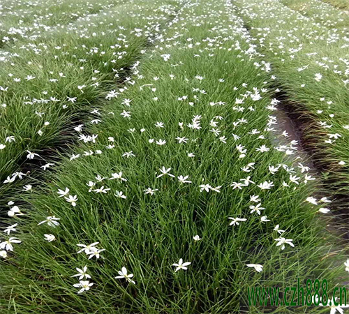蔥蘭的種植方法  蔥蘭適合什么時(shí)間種植？