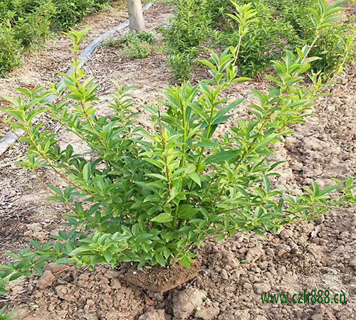 連翹的養(yǎng)植方法和注意事項(xiàng) 連翹的維護(hù)方法