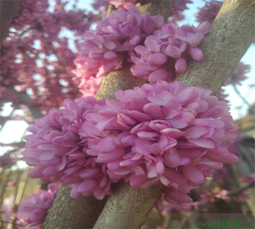 紫荊的養(yǎng)植方法和留意事項(xiàng) 紫荊在生長中要按時(shí)修剪
