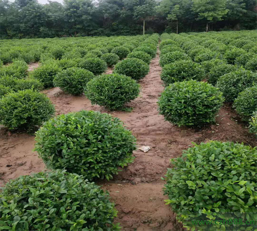 小葉女貞的種植方法 小葉女貞種植要求