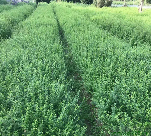 小葉女貞的種植方法 小葉女貞種植要求
