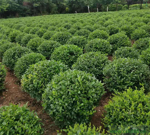 小葉女貞的種植方法 小葉女貞種植要求