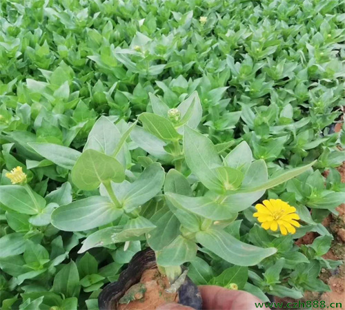 百日草的開花時間  白日草的開花受哪些影響？