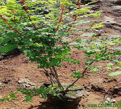 黃刺玫養(yǎng)植的注意事項(xiàng)  黃刺玫如何養(yǎng)植？