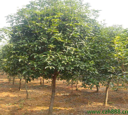 桂花養(yǎng)植的方法和留意事項(xiàng) 桂花的養(yǎng)護(hù)