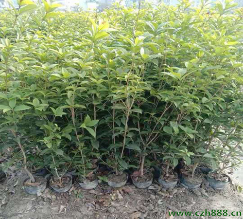 桂花養(yǎng)植的方法和留意事項(xiàng) 桂花的養(yǎng)護(hù)