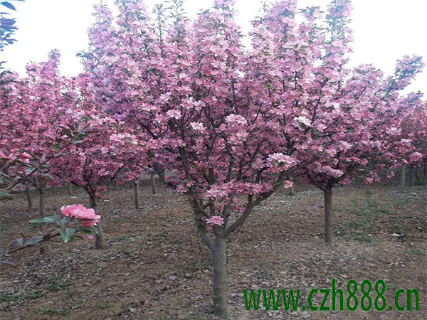 北美海棠怎么培養(yǎng)？ 關(guān)于培養(yǎng)北美海棠的一些建議
