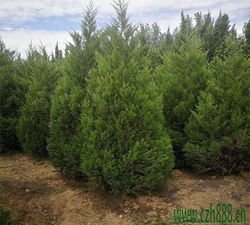 塔柏養(yǎng)植的注意事項(xiàng)有哪些？ 塔柏養(yǎng)植方法