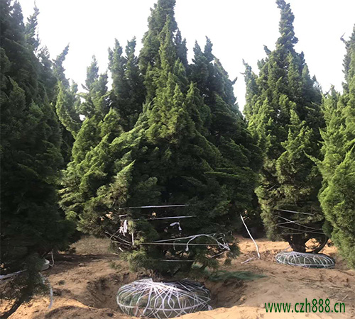 龍柏的養(yǎng)植方法和留心事項(xiàng) 龍柏養(yǎng)植技巧