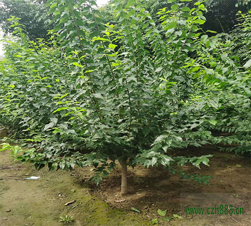 臘梅夏天的養(yǎng)植方法和留心事項(xiàng) 臘梅夏天要適當(dāng)修剪