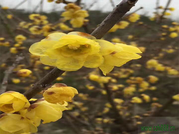 臘梅夏天的養(yǎng)植方法和留心事項(xiàng) 臘梅夏天要適當(dāng)修剪