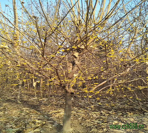臘梅夏天的養(yǎng)植方法和留心事項(xiàng) 臘梅夏天要適當(dāng)修剪