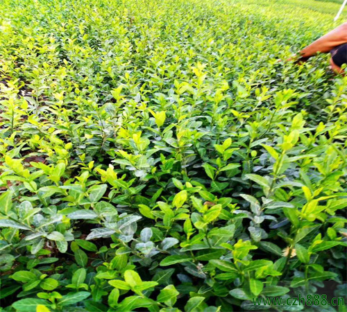扶芳藤什么時(shí)候開花？ 扶芳藤適應(yīng)性很強(qiáng)