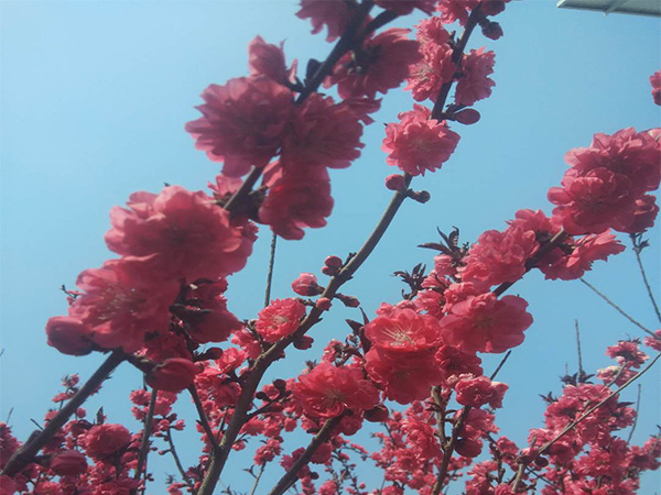 紅葉碧桃的開花時間 紅葉碧桃如何養(yǎng)護