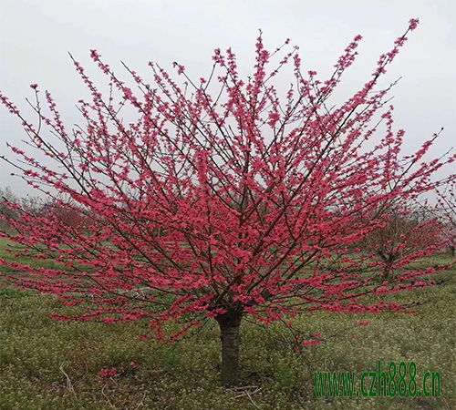 紅葉碧桃的開花時間 紅葉碧桃如何養(yǎng)護