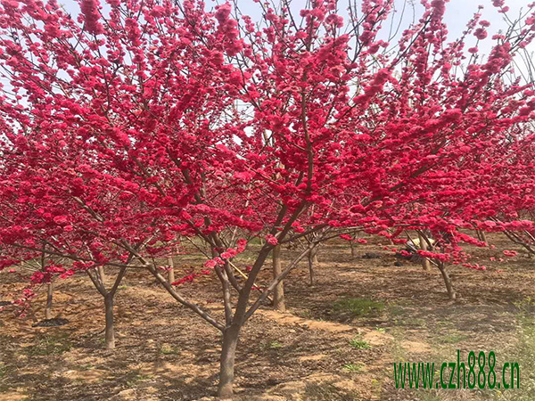 紅葉碧桃的開花時間 紅葉碧桃如何養(yǎng)護