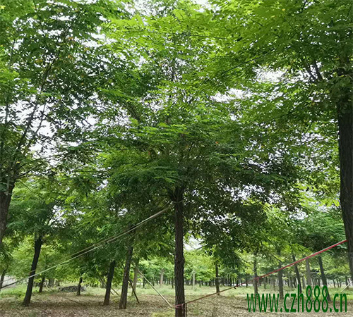 刺槐可以嫁接嗎？ 刺槐的嫁接方法和要求