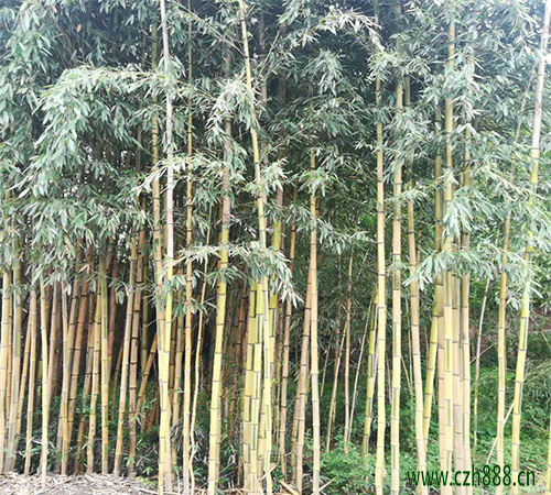 金鑲玉竹的養(yǎng)護(hù)方法 金鑲玉竹要注意病蟲害防護(hù)