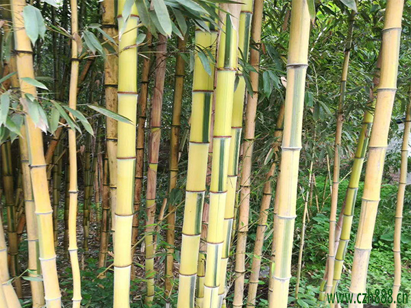 金鑲玉竹的養(yǎng)護(hù)方法 金鑲玉竹要注意病蟲害防護(hù)