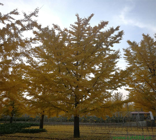 銀杏的種植方法和養(yǎng)護(hù)留意事項 銀杏的病蟲害防護(hù)