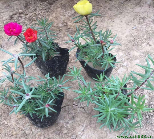半枝蓮的種植辦法和注意事項(xiàng) 半枝蓮養(yǎng)護(hù)方法