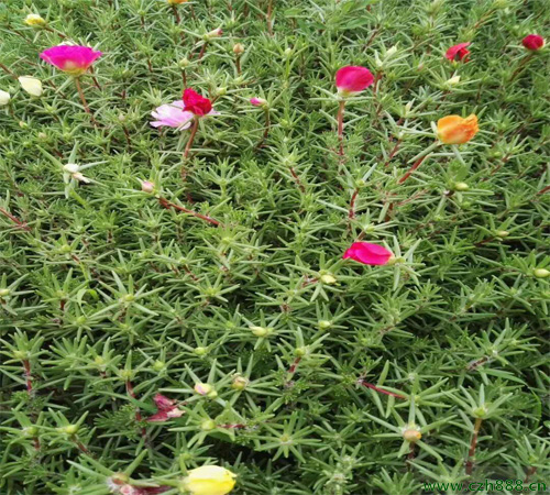 半枝蓮的種植辦法和注意事項(xiàng) 半枝蓮養(yǎng)護(hù)方法