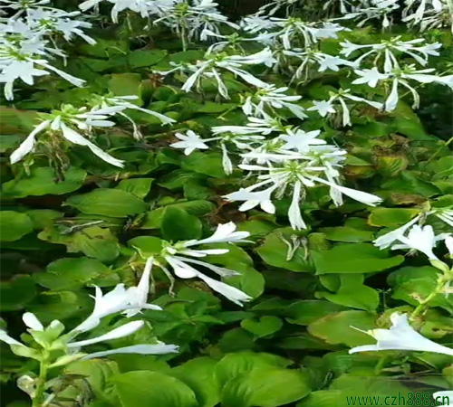 白花玉簪的養(yǎng)殖方法和注意事項 白花玉簪要適度修剪